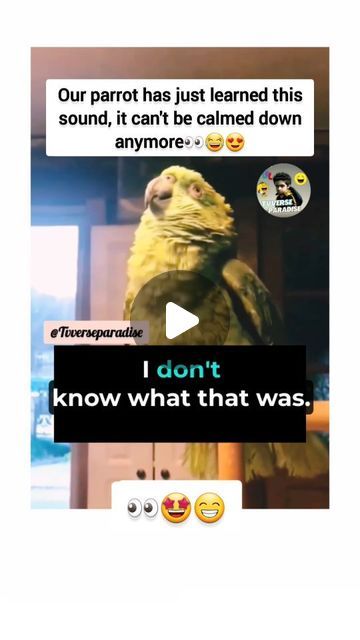 TVverseparadise on Instagram: "Our parrot has just learned this sound, it can't be calmed down anymore👀😍😁
#parrots #sound #crying #fypシ #imitation #animallover #cute #noise #funnyviral #roar #reelsvideo" Calm Down, Parrot, Animal Lover, Sound, Canning, Funny, On Instagram, Instagram