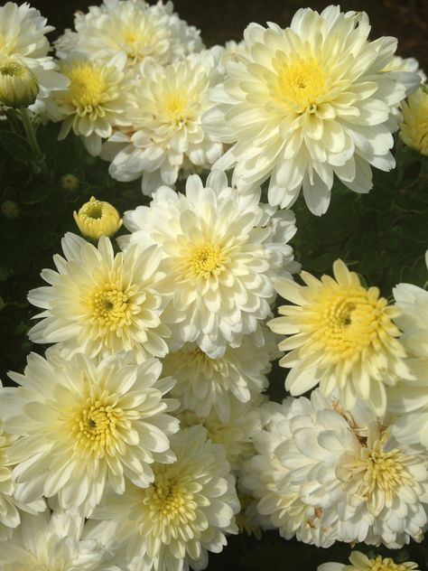 Mums Mums Flowers, Fall Plants, Chrysanthemum, Home And Garden, Yellow, Plants, Flowers, Wall, Green