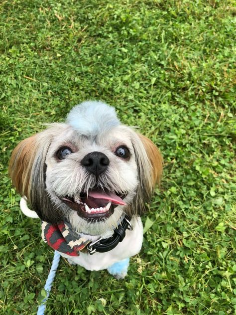 Colorful boots and mohawk on a shih tzu Colorful Boots, Cat Grooming, Shih Tzu, Dog Cat, Boots, Dogs, Animals, Color