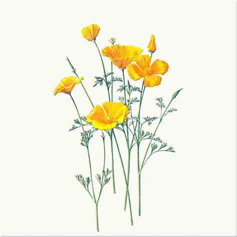 California Arts and Crafts Botanicals | California Native Wildflowers - poppies tile California Poppy Drawing, California Wildflowers, Poppy Drawing, Botanical Drawing, California Art, Plant Drawing, California Poppy, Botanical Painting, Botanical Watercolor