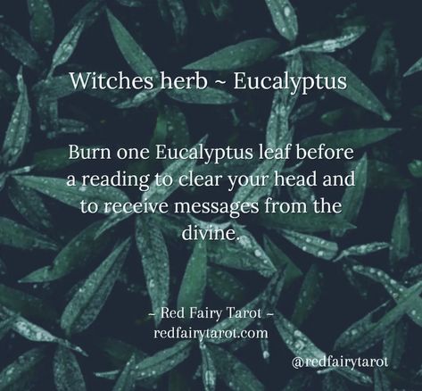 Eucalyptus Witchcraft Uses, Eucalyptus Witchcraft, Incense Recipes, Magickal Tips, Magical Herbs Witchcraft, Wicca Recipes, Candle Magic Spells, Magickal Herbs, Witch Herbs