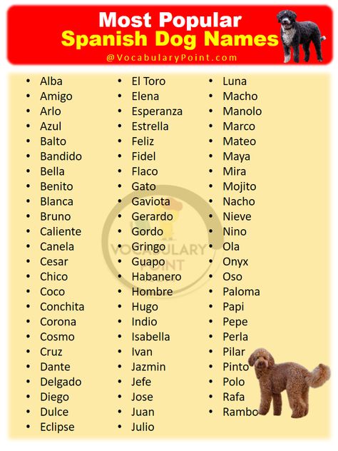 Are you looking for a unique name for your new pup? If so, you should consider looking into Spanish dog names. This article will provide ... Read more The post 600+ Best Spanish Dog Names appeared first on Vocabulary Point. Spanish Pet Names, Doberman Names, Italian Dog Names, Spanish Dog Names, Rare Dog Names, Creative Dog Names, Names Spanish, Sims Names, Italian Dogs