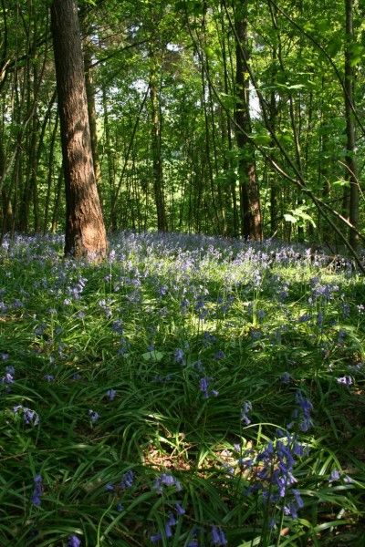 Flowers That Grow in Shade | Bulbs For Shade Gardens: How To Grow Flower Bulbs In Shade Bulbs For Shade, Best Flowers For Shade, Shady Backyard, Creek Garden, Trail Ideas, Shade Loving Flowers, Shaded Garden, Northwest Garden, Backyard Flowers Garden