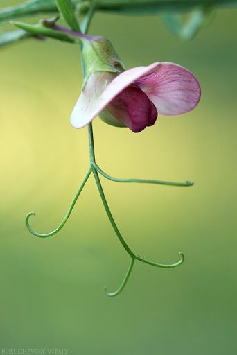 Sweetpea Sweet Pea Flowers, Pea Flower, Garden Types, Exotic Flowers, Beautiful Blooms, Flowers Nature, Dream Garden, Sweet Pea, Ikebana