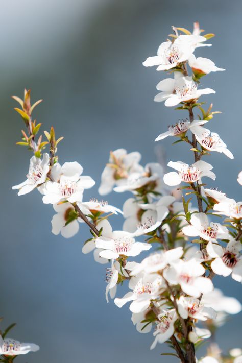 New Zealand Flora And Fauna, New Zealand Native Flowers, New Zealand Flora, Manuka Flower, Gem Hair, Nz Art, South Pacific, Flora And Fauna, Work Experience