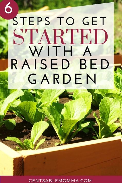 Indoor Gardening Supplies, Raised Bed Gardening, Start A Garden, Raised Bed Garden, Vegetable Garden Raised Beds, Container Garden Design, Grow Vegetables, Gardening 101, Starting A Garden