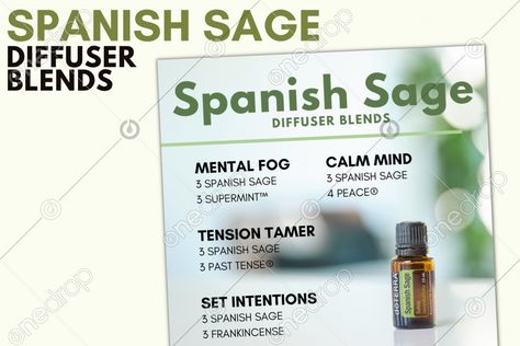 Doterra Spanish Sage, Spanish Sage Diffuser Blends, Spanish Sage Doterra, Sage Diffuser Blends, Sage Diy, Sage Benefits, Sage Recipes, Diffuser Blend, Essential Oil Diffuser Blends