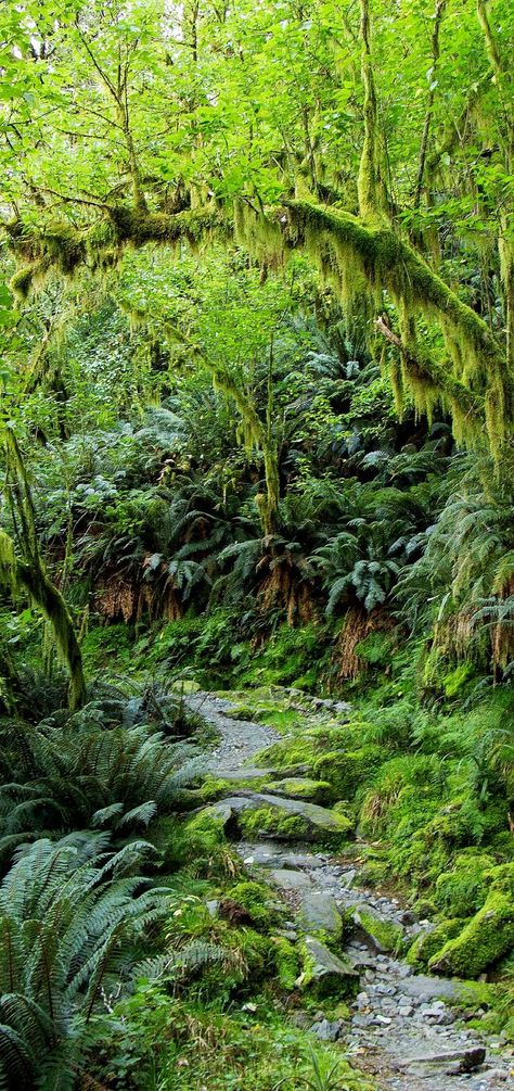 Rain Forest, MIlford Track, New Zealand Rain Forest Background, Amazon Rainforest Trees, Amazon Background, New Zealand Forest, Bd Gift, Island Forest, Amazon Rain Forest, Forest Rain, Milford Track