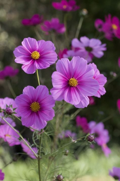 Purple Cosmos, October Birth Flowers, October Flowers, Flower Tattoo Ideas, Cosmos Flowers, Flowers Gif, Flower Landscape, Floral Photography, Delicate Flowers