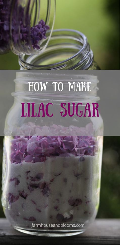 two pictures of lilac sugar being made Pantry Addition, Lilac Sugar, Flower Wall Decoration, Edible Flowers Recipes, Infused Sugar, Foraging Recipes, Flavored Sugar, Herbal Recipes, Paper Wall Hanging