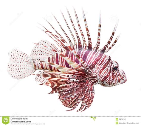 Scary Fish, Beautiful Tropical Fish, Pesca In Mare, Tropical Fish Tanks, Tropical Fish Aquarium, Watercolor Fish, Fish Crafts, Lion Fish, Fish Drawings