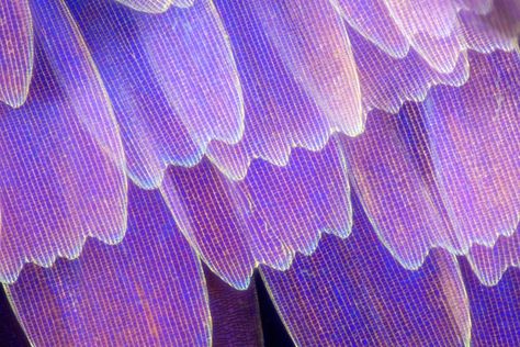 Super close-up of a butterfly wing. Photo Papillon, Butterfly Wings Pattern, Under Microscope, Sunset Moth, Photo Macro, Micro Photography, Moth Wings, Colossal Art, Butterfly Photos