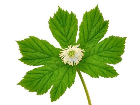 Goldenseal Benefits, Tomato Nutrition, Giving Up Alcohol, Natural Antibiotics, Herbs For Health, Urinary Tract, Medicinal Plants, Natural Treatments, Herbal Medicine