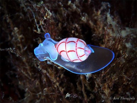 Name: Red-Lined Bubble Snail (Bullina lineata); Range: Indo-Pacific Scalloped Oysters, Sea Life Creatures, Photo Course, Sea Snail, Sea Slug, Abstract Geometric Art, Flower Phone Wallpaper, Slug, Ocean Creatures