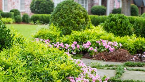 Nandina – Five Ways Evergreen Container, Lemon Lime Nandina, Traditional Garden Design, Heavenly Bamboo, Bamboo Landscape, Southern Beauty, Front Flower Beds, Southern Living Plants, Fountain Grass