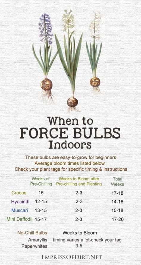 Want a table top display of gorgeous paperwhite blooms for a special occasion? How about a giant amaryllis with giant, dazzling flowers? When it comes to forcing bulbs indoors, there's no guarantee your flowers will appear on time, but, with some simple planning, the odds are in your favour. Check out these handy bulb forcing calendars and get your blooms started. Flower Bulbs Indoors, Bulb Forcing, Forcing Bulbs, Growing Bulbs, Houseplant Care, Amaryllis Bulbs, Bulbs Indoor, Plant Tags, Garden Bulbs