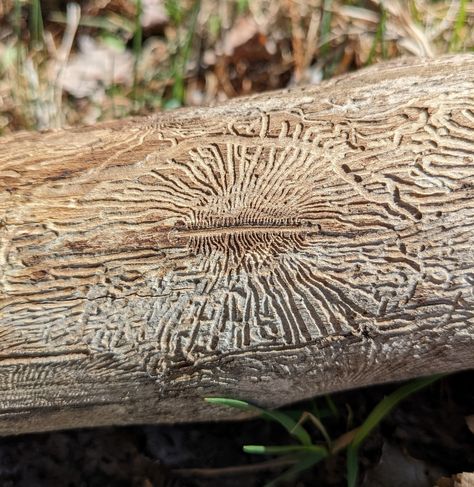 Beetle Drawing, Bark Beetle, Bark Texture, Nature Abstract, Scale Art, Garden Solutions, Spring Beauty, White Pine, Old Stone