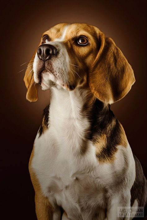 We Rate Dogs Twitter, Portraits Painting, Beagle Art, Tattoo Wolf, Wolf Sketch, Man Tattoo, Puppy Portraits, We Rate Dogs, Dog Sketch