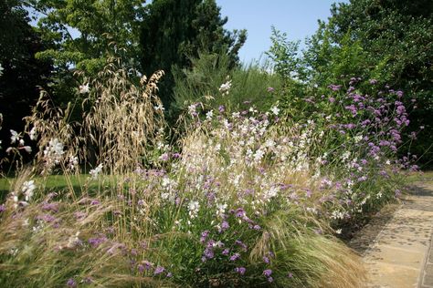 Gaura Plant, Pennisetum Setaceum, Autumn Sage, Small Front Gardens, Planting Plan, Gravel Garden, Family Garden, Patio Landscaping, Natural Garden