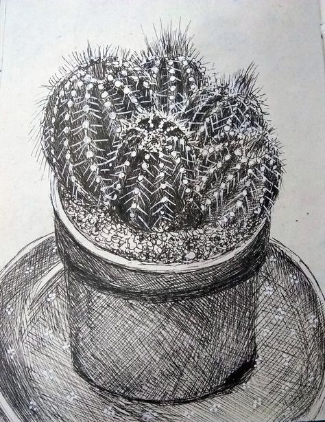 Lots of texture created using the white pen over black for the spikes and other details Cholla Cactus Drawing, Cactus Pen Drawing, Black And White Cactus, Cactus Black And White, Prickly Alpaca Sketchbook, Cactus Drawing, Observational Drawing, Pen Sketch, Gcse Art