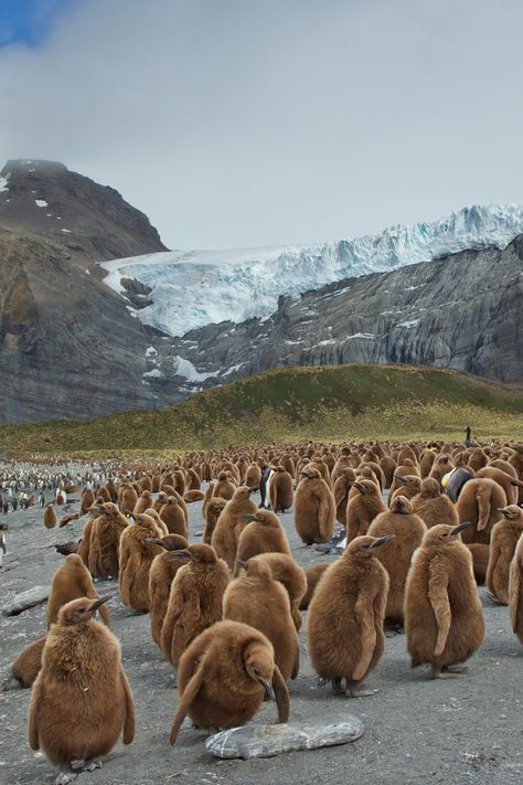 South Georgia Island King Penguin chicks Expedition Walking Images, Male Elephant, South Georgia Island, Penguin Images, Ocean Science, King Penguin, Animal Guides, South Georgia, List Of Animals