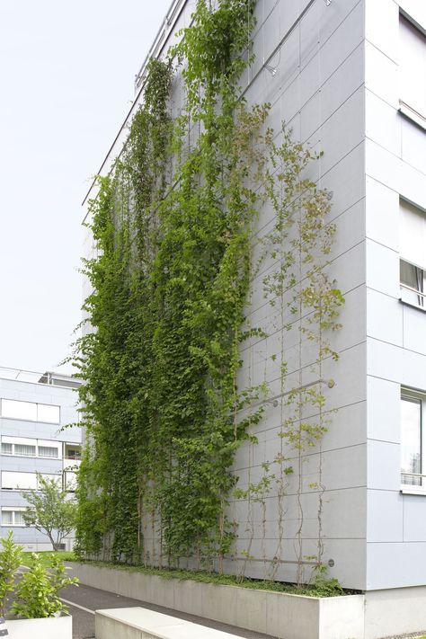 Vertical Green Wall, Trellis System, Garden Vertical, Micro Garden, Plaza Design, Green Facade, Vertical Garden Wall, Vertical Landscape, Boca Raton Florida