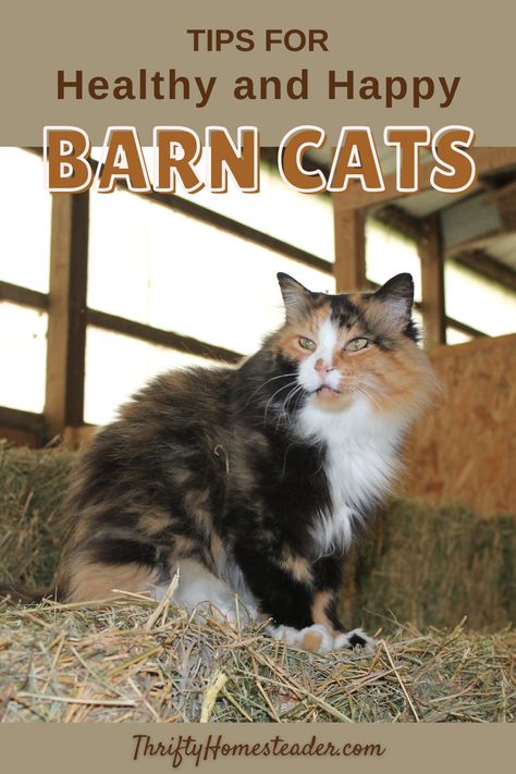 Barn Cats Care, Barn Cat Aesthetic, Barn Ideas For Animals, Barn Cat House, Barn Cat Shelter, Cats Tips, Farm Cat, Cat Cold, Barn Cat