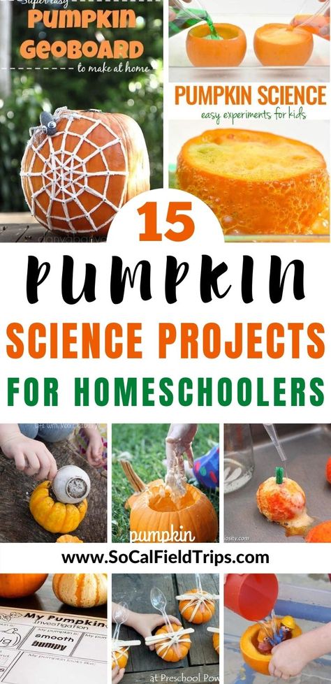 Are you looking for a fun pumpkin science experiment to do with your kids or classroom? Check out these 15 Easy Pumpkin STEM Projects For Kids! From making pumpkin oobleck to exploding pumpkin volcanos, there's bound to be at least pumpkin science project every child will love. #pumpkin #halloween #scienceproject #stem #steam #halloweencraft #fallcraft #pumpkincraft #homeschool #education #teaching Pumpkin Oobleck, Pumpkin Science Preschool, Pumpkin Science Experiment, Pumpkin Lessons, Pumpkins Kindergarten, Homeschool Science Experiments, Pumpkin Science, Homeschool Stem, Halloween Stem