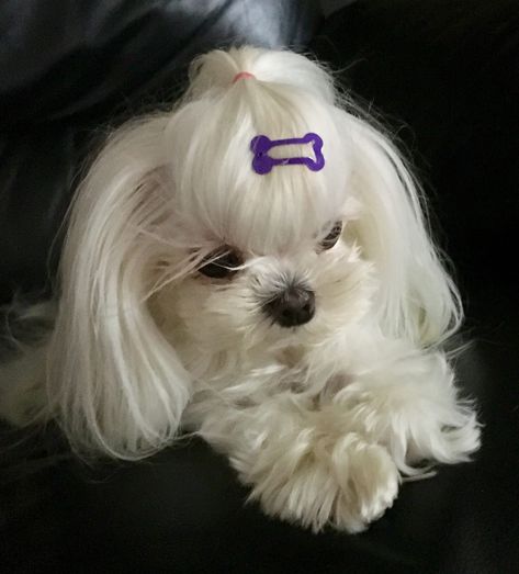 🥰 Maltese Hairstyles, Korean Maltese, Maltese Haircut, Bichon Maltese, Dog Haircuts, Maltese Puppies, Dog Cuts, Cute Dog Pictures, Cuddly Animals