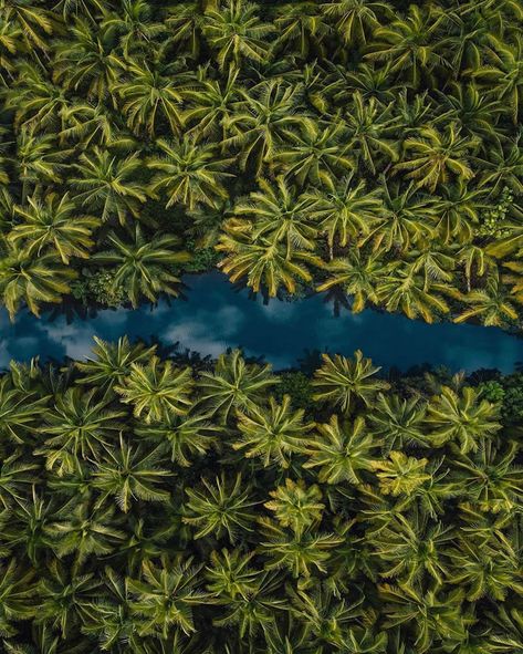 Photo From Above, Tree Rope, Beautiful Dogs Photos, Aerial Photography Drone, Siargao, Aerial Images, Best Flights, Philippines Travel, Drone Photos