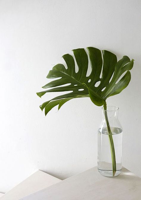 High Summer Interior Tips to Freshen Up Your Home- "Inside the house, I find the simplest way to freshen up a room is a simple palm frond in a glass vase." Dessert Photos, Tanaman Air, Summer Interior, Foto Tips, Plant Aesthetic, Monstera Plant, Deco Floral, Arte Floral, Wallpaper Ideas