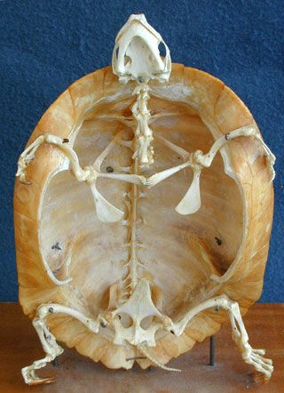 Turtle skeleton showing top shell with fused backbone and ribs Turtle Skeleton, Animal Skeleton, Marine Turtle, Animal Skeletons, Vulture Culture, Animal Anatomy, Skeleton Bones, Bone Art, Animal Bones