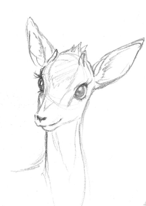 Deer How To Draw, Fawn Drawing Sketches, Deer Sketch Simple, Gazelle Sketch, Animals Sketches Pencil, Pencil Art Drawings Animals, Deer Drawing Simple, How To Draw A Deer, Gazelle Drawing