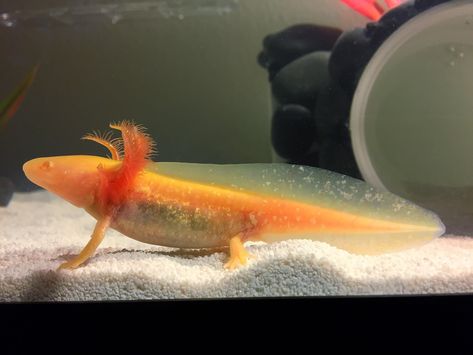 *Golden Axolotl has a golden yellow body with shiny patches, clear eyes, with peachy colored gills.The golden albino lacks melanophores, which is what gives it the gold appearance. Like albinos, Golden Albinos cannot have black eyes, as they are a form of albinism. Golden Axolotl, Gold Axolotl, Tiger Salamander, Axolotl Tank, Axolotl Cute, Pet Market, Salamanders, Clear Eyes, Aquatic Animals