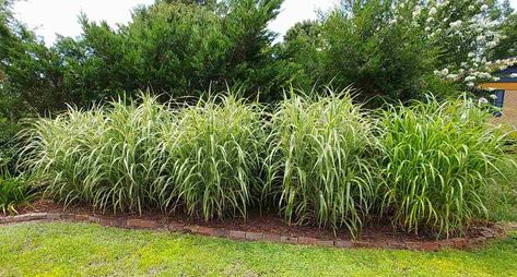 Japanese silver grass hedge Landscape Idea Along Fence, Garden Along Chain Link Fence, Chain Fence Landscaping, Landscaping Around Chain Link Fence, Backyard Landscaping Chain Link Fence, Landscaping With Chain Link Fence, Landscape Chain Link Fence, Plants To Hide Chain Link Fence, Chain Link Fence Landscaping Ideas