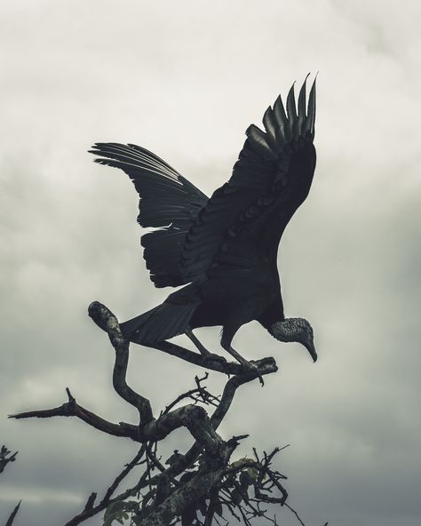 #Bird #Photography #Urubu #Brazil #Pipa Vulture Aesthetic, Black Vultures, Black Vulture, North American Animals, Crows Ravens, Big Animals, Gothic Metal, Post Mortem, Animal Posters