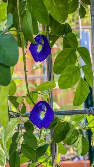 Loudette Pavon-Catchillar on Instagram: "Collecting tea for after birth as I can’t drink this while preggy, blue butterfly pea. 🫖 Glad they made it before cold season and hopefully to collect that pods into seeds for next year’s planting. Benefits of Butterfly Pea (Clitoria Ternatea) · Improve eyesight · Improve hair growth · Improve skin · Aphrodisiac · Antioxidant · Nootropic · Diuretic for weight loss· Analgesic. #butterflypeaflower #tea #OffTaxSeasonLife . . . . . . . . #sofarmsogood #ve Butterflypeaflower Tea, Butterfly Pea Plant, Nail Designs Flower, Pea Plants, Balinese Garden, Pea Plant, Nails Flower, Homegrown Food, Plant Medicine