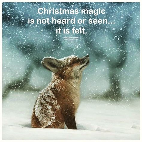 Hashtag #canadianchristmas en Instagram • Fotos y videos Snow Animals, Sweet Animals, Nature Animals, 귀여운 동물, Beautiful Horses, 그림 그리기, Beautiful Creatures, The Snow