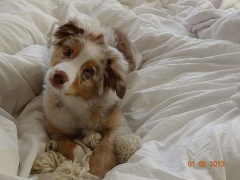 Adorable Red Merle Australian Shepherd, Merle Australian Shepherd, Australian Shepherd Puppy, Aussie Puppies, Aussie Dogs, Cute Animals Puppies, Australian Shepherd Dogs, Really Cute Dogs, Shepherd Puppy