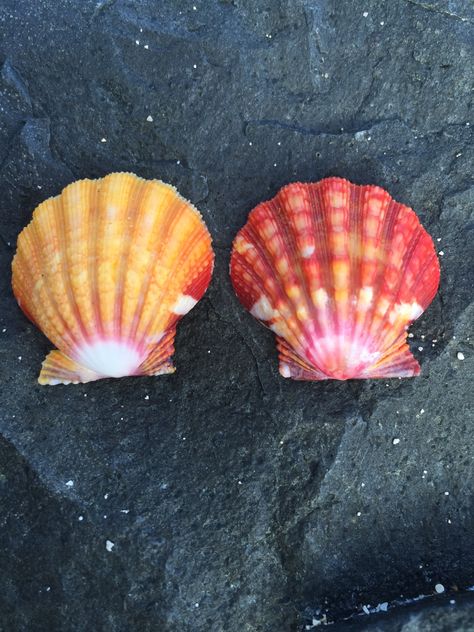 Red Seashell, Hawaiian Royalty, Seashells Photography, Sunrise Shell, Guilty Conscience, Red Sea, Red And Yellow, The Boy, My Collection