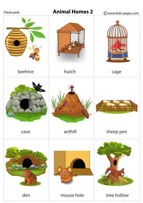 Animal Homes 2 flashcard Animal Homes Kindergarten, Animal And Their Homes Worksheets, Animals Homes Activities, Animal Homes Craft, Animals And Their Homes Printables, Animals House Preschool, Homes Of Animals, Animals And Their Homes, Animal Homes