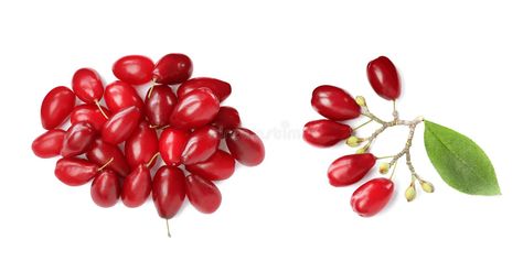 Dogwood Berries, Red Dogwood, Diet Food, Design Patterns, View Image, Top View, Banner Design, Red Peppercorn, White Background