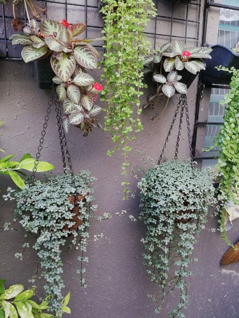 Pilea Glauca, Ceropegia Woodii, Yard Landscaping, Landscaping, Yard, Plants, Garden Landscaping