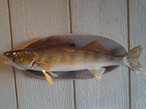 Saginaw Bay Michigan Walleye Mount Willow Sculptures, Fish Taxidermy, Fish Mounts, Fishing Bobber, Taxidermy Mounts, Wood Carved, Taxidermy, Wood Working, Michigan