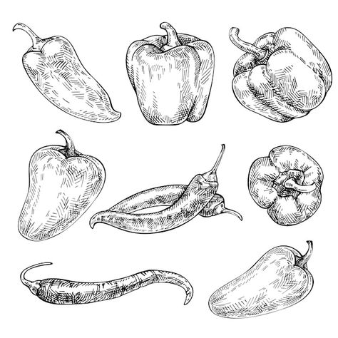 Bell Pepper Sketch, Vintage Tattoo Aesthetic, Bell Pepper Drawing, Vegetables Sketch, Pepper Drawing, Pepper Tattoo, Coco Bar, Recipe Book Design, Green Capsicum