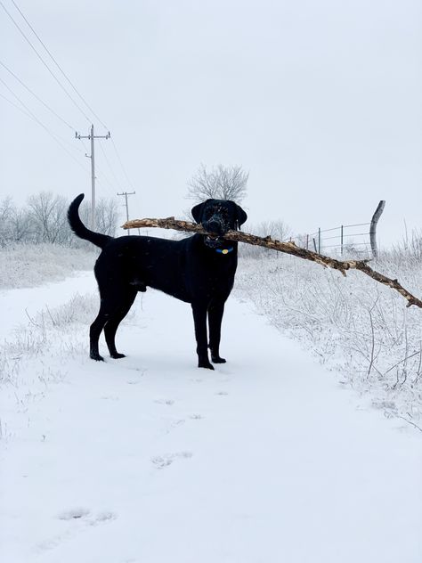 A black Labrador Retriever standing outside in the snow while holding a big branch in his mouth Black Lab Aesthetic, Lab Aesthetic, Dogs Walking, Night Scenes, Snow Dog, Red Lab, Aesthetic Winter, Forever Friends, Paper Scissors