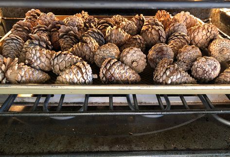 Bleaching Pinecones, Bleach Pinecones, Snowy Pinecone, Bleach Water, How To Make Orange, Pinecone Garland, Pine Cone Art, Kitchen Smells, Pine Cone Decorations