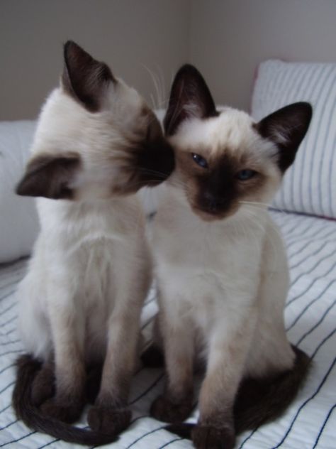 Fluffy Kittens, Siamese Kittens, Image Chat, Super Cat, Cute Kittens, Happy Cat, Cat Care, Siamese Cats