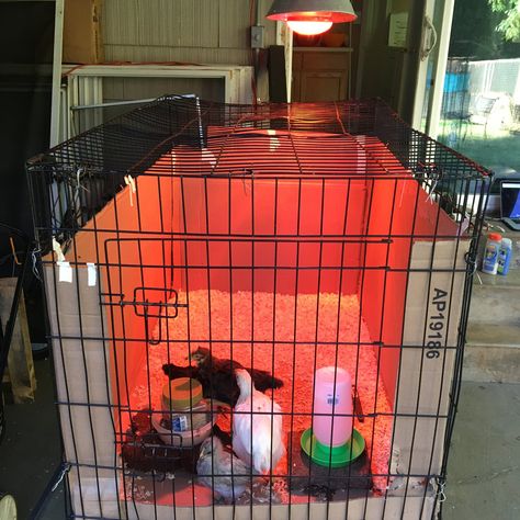 show me your dog crate baby brooders | Page 6 | BackYard Chickens - Learn How to Raise Chickens Dog Crate Brooder, Dog Crate Chicken Brooder, Baby Chicken Coop, Owning Chickens, Duck Pen, Chicken Brooder, Diy Dog Crate, Raising Chicks, How To Raise Chickens