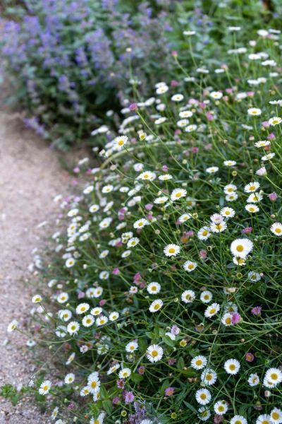 Mexican Daisy, Cottage Garden Style, Cottage Gardening, English Garden Style, Cottagecore Garden, Garden Room Extensions, Prairie Garden, Deer Statues, Best Perennials